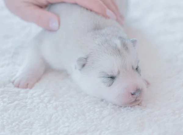 Bonito Filhote Cachorro Dormindo Close — Fotografia de Stock