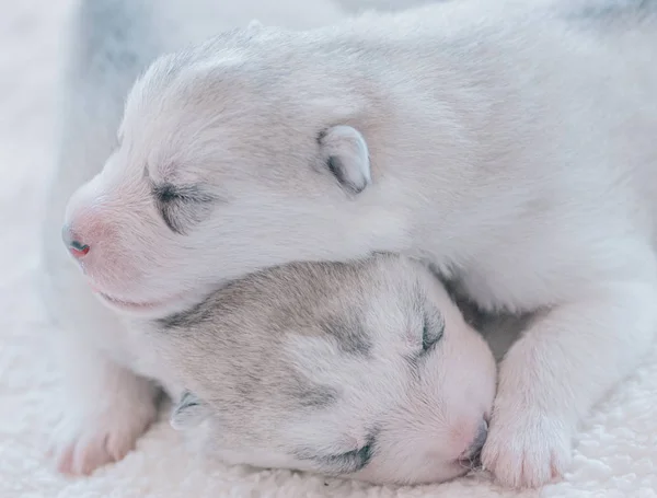 Bonito Filhote Cachorro Dormindo Close — Fotografia de Stock