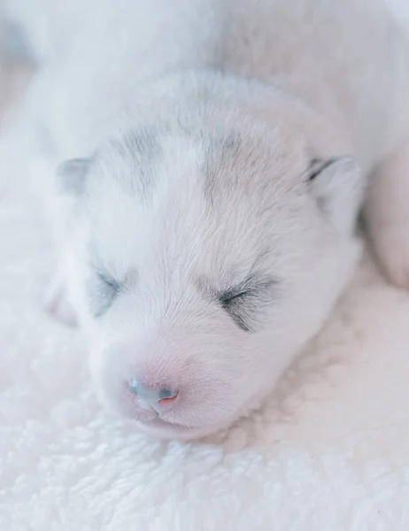 Bonito Filhote Cachorro Dormindo Close — Fotografia de Stock