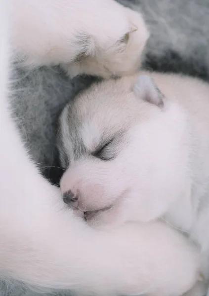Lindo Cachorro Durmiendo Primer Plano — Foto de Stock