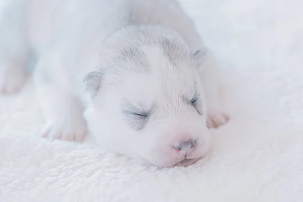Yakından çekilen bir resimde uyuyan şirin bir köpek yavrusu.