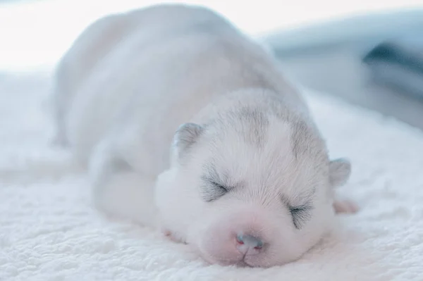 Bonito Filhote Cachorro Dormindo Close — Fotografia de Stock