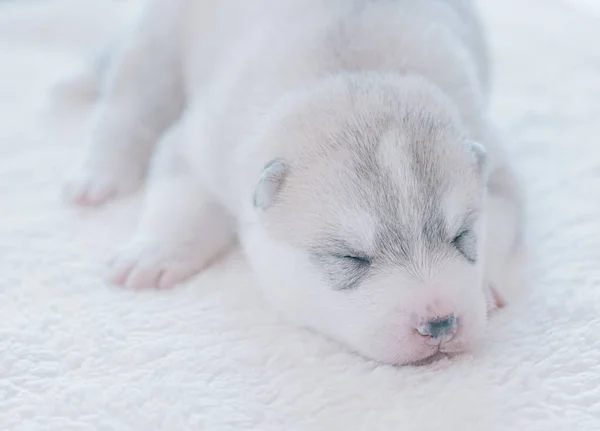 Bonito Filhote Cachorro Dormindo Close — Fotografia de Stock