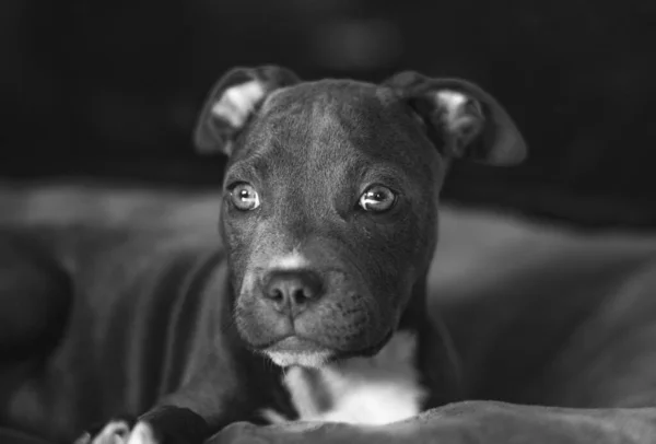 Americký Stafordšírský Teriér Štěně Černobílý Portrét — Stock fotografie