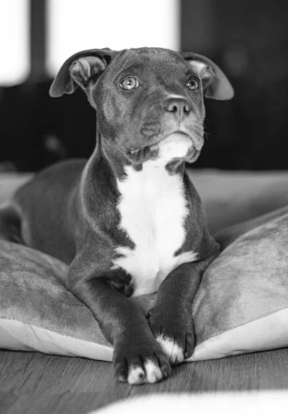 pics American Staffordshire Terrier Puppy Black And White everypixel