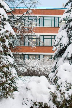 Bol karla kaplı tüylü ladin ve çalılar, kar yığınlarının arka planına ve akşam ışığında bir okul binasına karşı koyuyor..