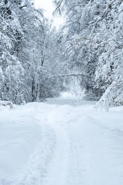 Tayga. Yoğun kar yağışından sonra ormanda bir patika. Kış manzarası. Arkaplan.