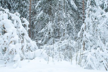 Tayga. Orman ağaçları yoğun kar yağışı sonrası bol miktarda taze beyaz karla kaplıdır. Kış manzarası. Arkaplan.