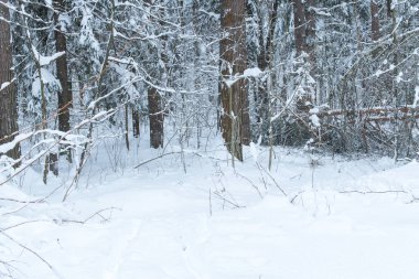 Tayga. Orman ağaçları yoğun kar yağışı sonrası bol miktarda taze beyaz karla kaplıdır. Kış manzarası. Arkaplan.