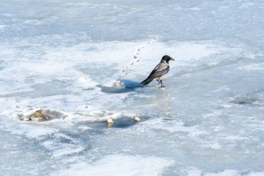 Bir karga, yiyecek aramak için balıkçı ayları arasında kış nehrinin buzları arasında koşuyor..