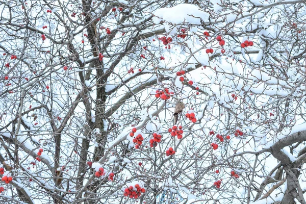 Leuchtend Rote Vogelbeeren Auf Den Zweigen Eines Winterbaumes Der Reichlich — Stockfoto