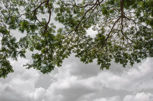 Träd förgrunden med mulen himmel — Stockfoto