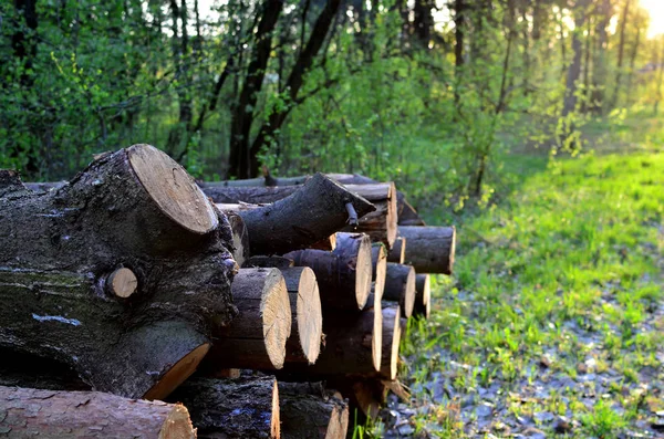 Stack of cut pine tree logs in a forest. Wood logs, timber logging, industrial destruction, forests Are Disappearing, illegal logging