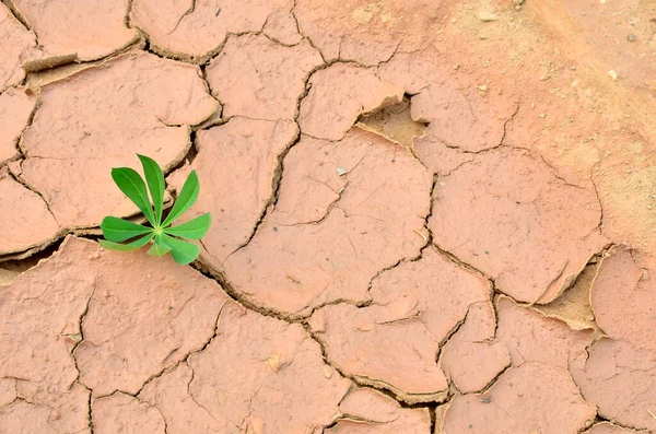 Green plants grew in dry cracked earth. Dry lake or swamp in the process of drought and lack of rain, a global natural disaster. Hydrological drought, ccological catastrophy, climate change