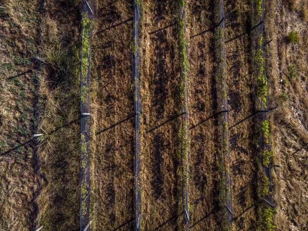 Butik üzüm bağının drone fotoğrafı.