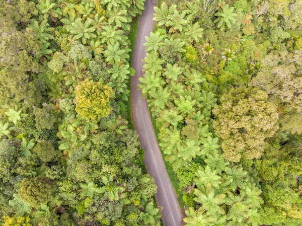 Uzak bir orman yolunun insansız hava aracı fotoğrafı.