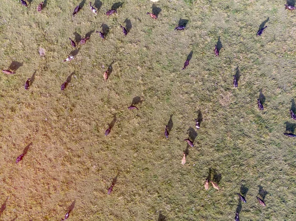 Ein Drohnenbild von Kühen, die auf der Weide grasen — Stockfoto