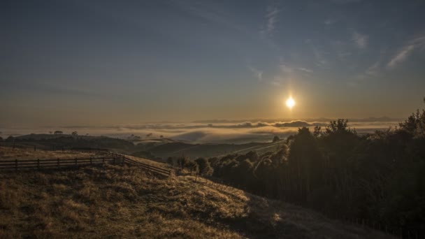 Un hermoso rato salta de una niebla de la mañana paseando por el agua en el parque nacional de Coromandel. — Vídeos de Stock