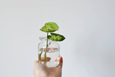 El ele tutuşan yeşil sengonyum yaprakları cam kavanozun içinde beyazın üzerinde