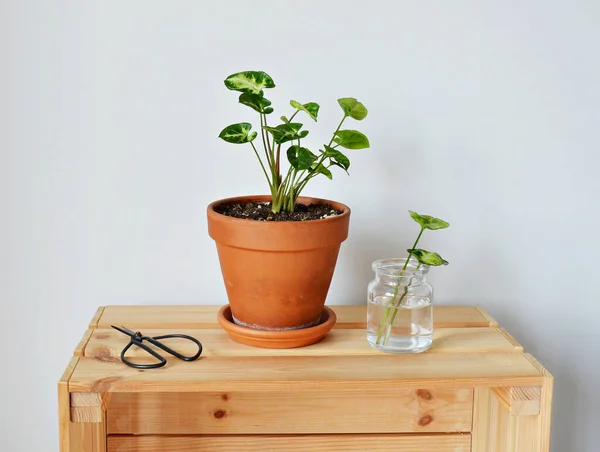 Syngonium House Plant Terracotta Pot Black Scissors Leaves Glass Jar — Stock Photo, Image