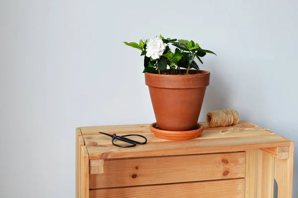 Floraison Gardénia Blanche Pot Terre Cuite Ciseaux Noirs Jute Boîte — Photo