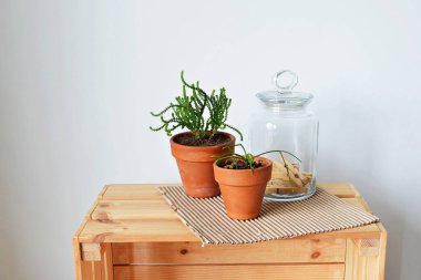 Terracotta saksılarında yeşil ev bitkileri, iğne dolu cam kavanoz, kraft kağıdı ve beyaz üzerine ahşap kutu. 
