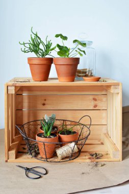 Terracotta kaplarında yeşil ev bitkileri, toprak, çivili cam kavanoz, jüt, kırsal tel sepet, kraft kağıdı, çelik makas ve beyaz üzerine ahşap kutu 