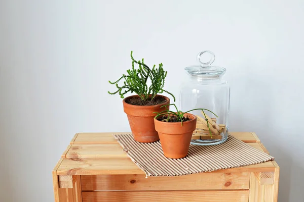 Plantas Invernadero Macetas Terracota Tarro Vidrio Con Alfileres Papel Kraft —  Fotos de Stock