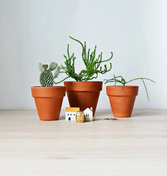 Succulents Terracotta Pots Ceramic Houses Owl Ground Wood Desk White — Stok Foto