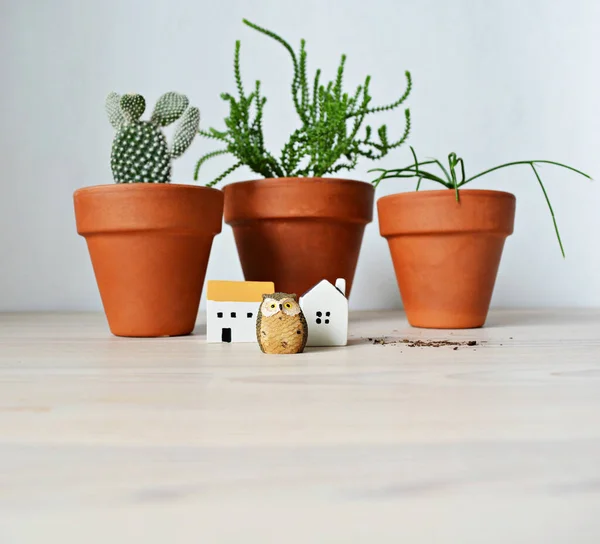 Succulents Terracotta Pots Ceramic Houses Owl Ground Wood Desk White — Stok Foto