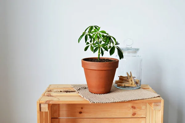 Green House Plant Schefflera Terracotta Pot Glass Jar Pins Kraft — Stock Photo, Image