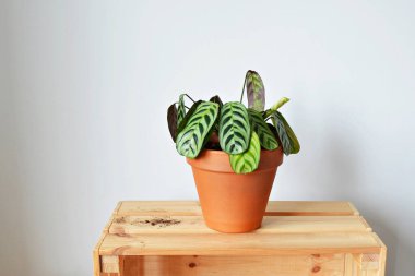 Yeşil ev bitkisi Ctenanthe Burle-Marxii in terracotta pot, toprak ve ahşap kutu üzerine beyaz 