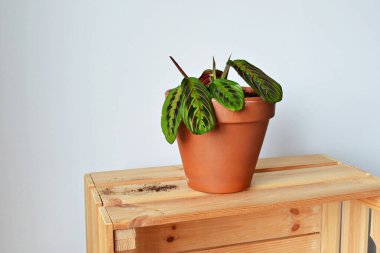 Terracotta pot, toprak ve ahşap kutu üzerine yeşil ev marantha bitki 