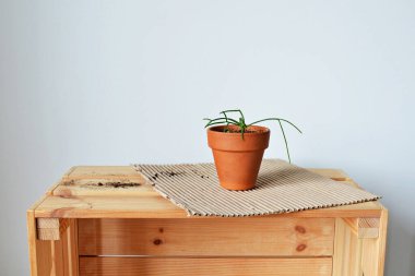 Terracotta pot, kraft kağıt, toprak ve ahşap kutu üzerinde yeşil ev rhipsalis bitki 