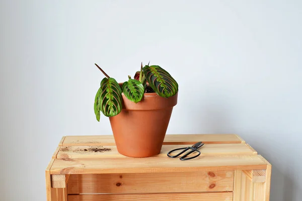 Green House Plant Marantha Terracotta Pot Soil Black Scissors Wooden — Stock Photo, Image