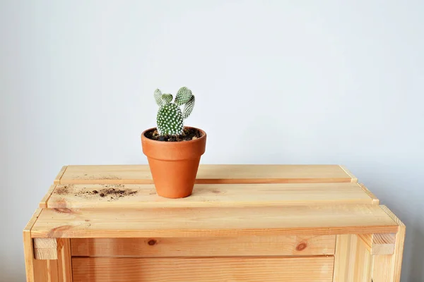 Opuntia Plante Maison Verte Pot Terre Cuite Terre Boîte Bois — Photo