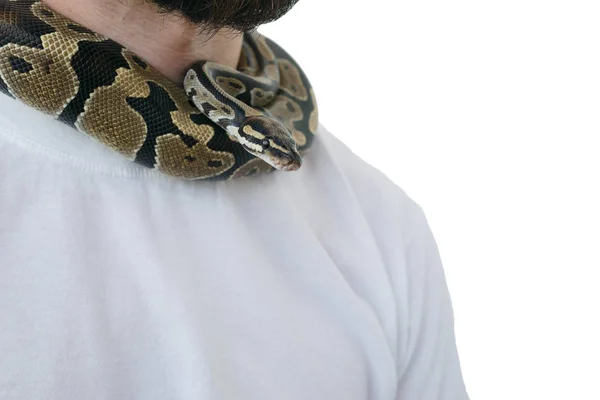 A man with a snake around his neck. White background. Snake arou — Stock Photo, Image