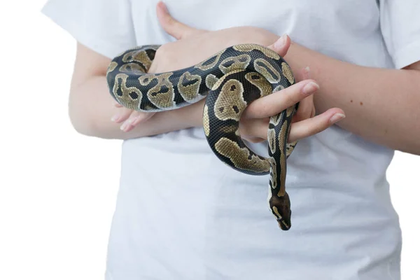 Mãos de uma menina e uma jovem cobra real. Uma cobra não venenosa . — Fotografia de Stock