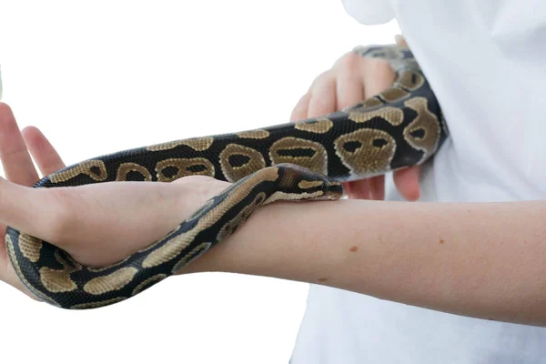 Mãos de uma menina e uma jovem cobra real. Uma cobra não venenosa . — Fotografia de Stock