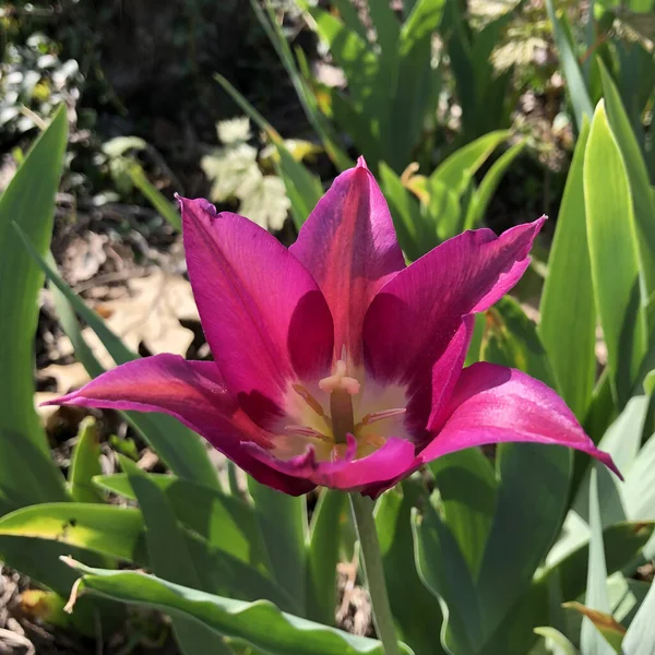 Foto Alam Makro Adalah Bunga Tulip Yang Indah Sebuah Bunga — Stok Foto