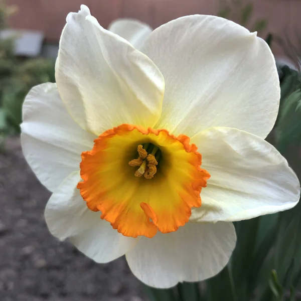 Foto Bunga Putih Narcissus Foto Stok Background Daffodil Narcissus Dengan — Stok Foto