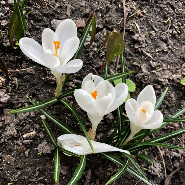 Foto Makro Musim Semi Putih Bunga Crocus Mekar Bunga Crocus — Stok Foto