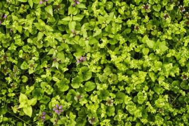 Çim çimen, yeşil doku