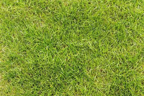 Grama verde no gramado — Fotografia de Stock