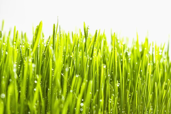 A grama jovem verde no fundo isolado — Fotografia de Stock