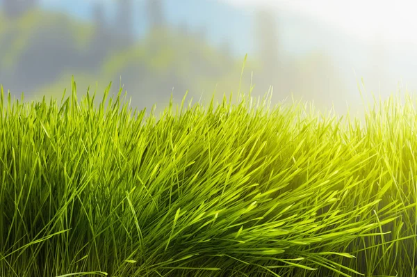 Свіжа трава на тлі розмитих краєвидів — стокове фото