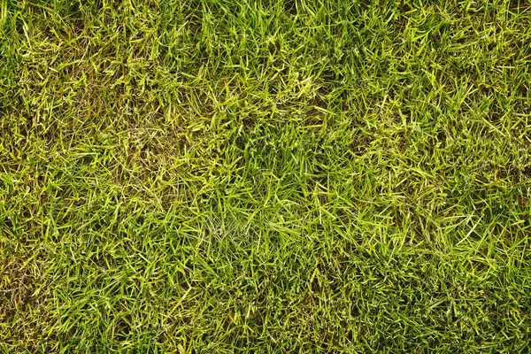 Cut grass on the lawn — Stock Photo, Image