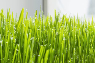 arka plan bulanık çimen