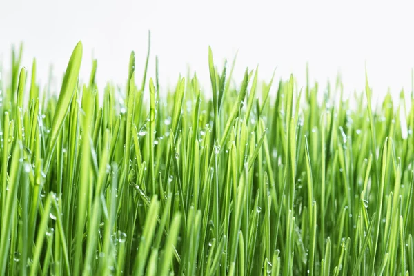 A grama jovem verde no fundo isolado — Fotografia de Stock