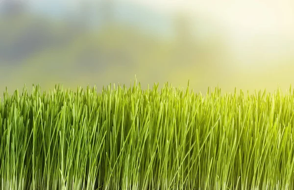 A grama no fundo desfocada paisagem natural — Fotografia de Stock